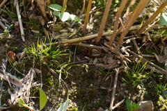 Phaeoceros carolinianus