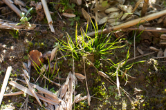 Phaeoceros carolinianus