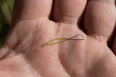 Phaeoceros carolinianus