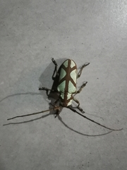 Prosopocera lactator