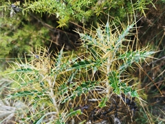 Ptilostemon hispanicus