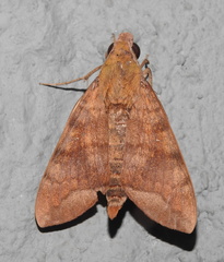 Nephele hespera