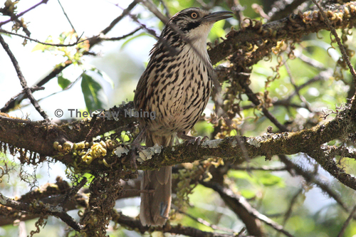 Mount Victoria Babax
