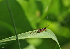 Conocephalus attenuatus