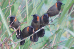 Pterorhinus ruficollis