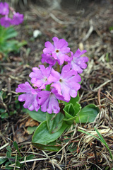 Primula spectabilis