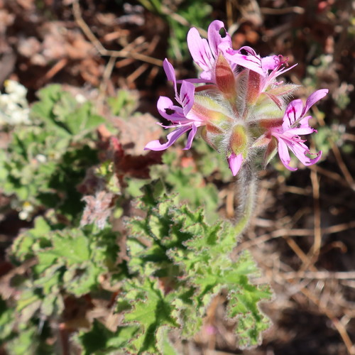 rose-scented geranium