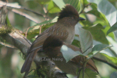 Grammatoptila striata