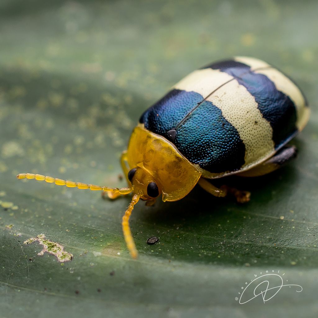 Paranaita generosa