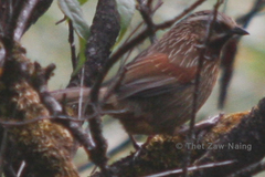 Trochalopteron virgatum