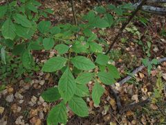 Fraxinus mandshurica