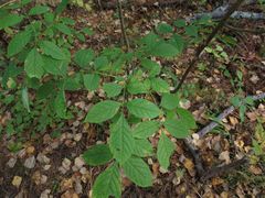 Fraxinus mandshurica