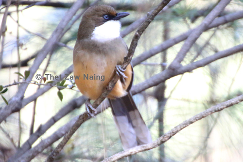 White-throated Laughingthrush