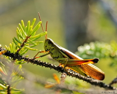 Stethophyma lineatum