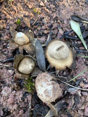 Geastrum