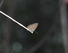 Nacaduba pactolus odon