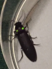 Phanophorus perspicax