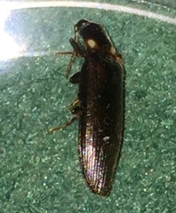 Phanophorus perspicax