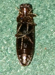 Phanophorus perspicax