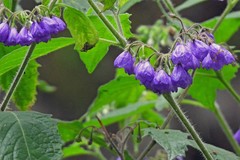 Solanum fiebrigii