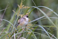 Cisticola juncidis terrestris
