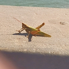 Coryacris angustipennis