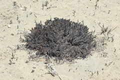 Chorizanthe mieresii