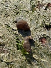 Sclerodactyla briareus