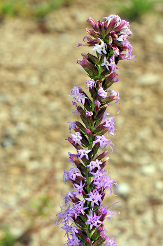 Image of Liatris provincialis by (c) Tom Kennedy, some rights reserved (CC BY)