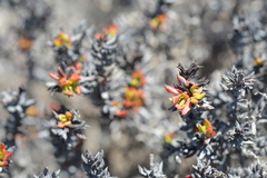 Chorizanthe mieresii