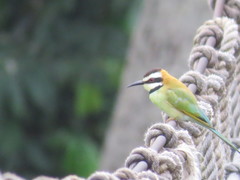 Merops albicollis