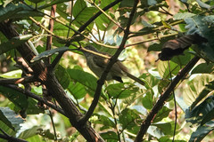 Eurillas ansorgei