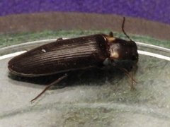 Phanophorus perspicax