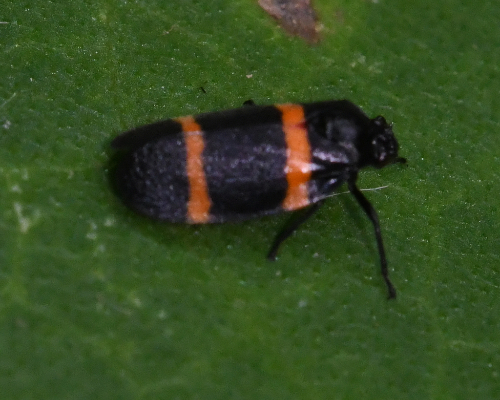 Sphenorhina veterana