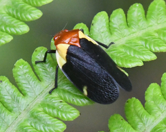 Sphenorhina bipunctata