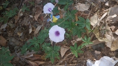 Ipomoea cairica