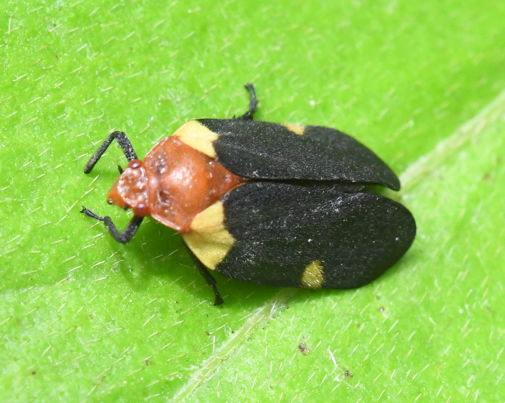 Sphenorhina bipunctata