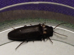 Phanophorus perspicax