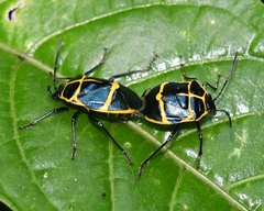 Murgantia simulans