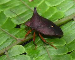 Taurocerus