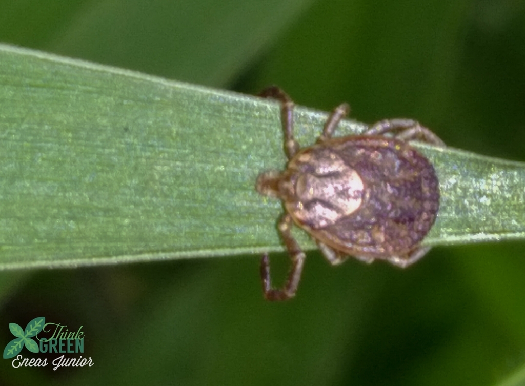 Amblyomma dubitatum