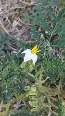 Solanum sisymbriifolium