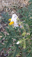 Solanum sisymbriifolium