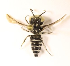 Allocoelioxys