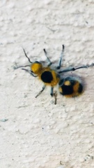 Dasymutilla cressoni