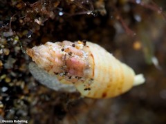 Pseudomangelia vauquelini