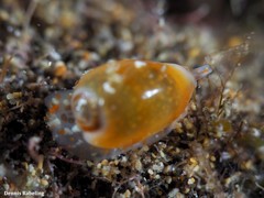 Gibberula secreta