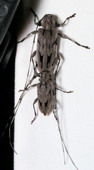 Acanthocinus nodosus
