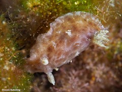 Peltodoris punctifera