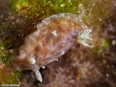 Peltodoris punctifera
